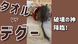 飼い主のミステイク。