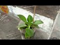 ranapala aaku plant ranapala plant for kidney stones