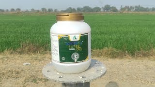 MYCORE SUPER गेहूं में सिंचाई पर चमत्कारी खाद | Gehu me kalle kaise badhaye | #wheat_farming #kheti