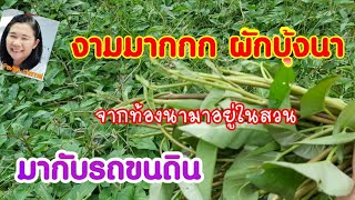 ผักบุ้งนามากับรถขนดิน ฝนมาแตกยอดงามมาก | สวนผักคุณตาเพ็ง | บุญรักษาฟาร์ม 24/10/2563