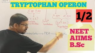 TRP OPERON - TRYPTOPHAN OPERON