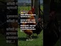 कोंबडी गेली किराणा दुकानात म्हणाली एक marathi status video song