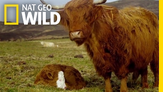 Highland Cattle Hide-and-Seek | Animal Moms