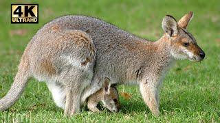 8K Ultra HD Video || Australian red necked wallaby in a victorian