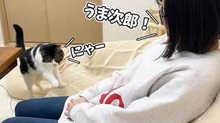 名前を呼ぶとお返事しながら膝の上に来てくれる息子猫！