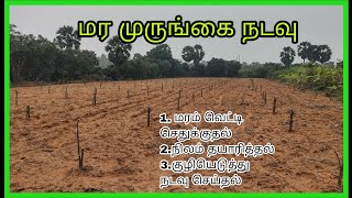 மர முருங்கை நடவு | முருங்கை வெட்டி செதுக்குதல் | குழி எடுத்து நடவு செய்தல்