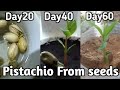 How To Grow Pistachio / Pista From Seeds.. Germination to Healthy plants..  Full video