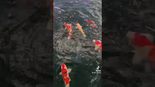 #新潟県小千谷市 #錦鯉 #錦鯉ドットコム #koi #錦鯉の里