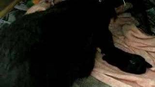 Scottish Terrier Nessie And Babies