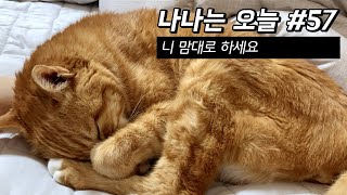 만20세 고양이 브이로그 | 니 맘대로 하세요 | 2021.4.26-5.2