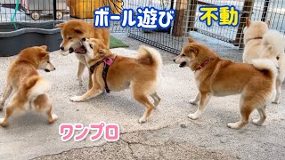 女シーバワンプロの横で柴犬息子と不動のお父さんが笑えるwww