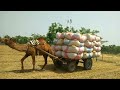 camel pull loaded cart season 2022