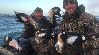 Seaduck hunting Eiders