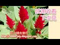 香港鳳尾球花盛開@香港賞花2021