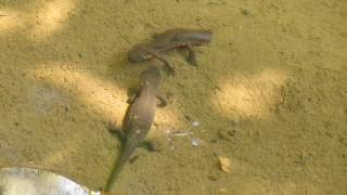 アカハライモリCynops pyrrhogaster　求愛行動　 Courtship behavior