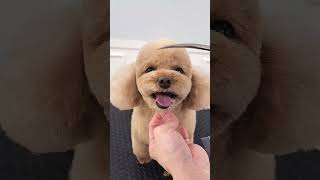 MINI POODLE AMAZING FACELIFT 🙉🐾🐶🙊#dog #cutedog #poodle #shortsvideo