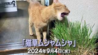 我が家の猫たち「猫草ムシャムシャ」2024年9月4日(水) \