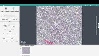 How to Use a Tucsen Microscope Camera | Mosaic 3.1 Software Tutorial | Microscope Marketplace