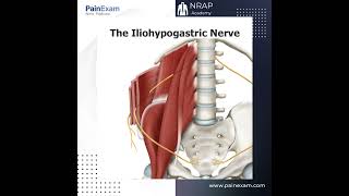 The Iliohypogastric Nerve: Anatomy, and Entrapment Syndrome