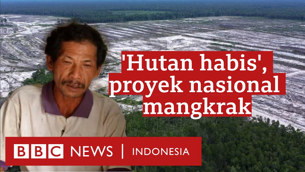 Food Estate: Hutan Habis, Ribuan Hektare Kebun Dan Sawah Gagal Panen ...