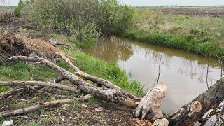 Beaver Dam Removal Triggered an Instant Flood Release!