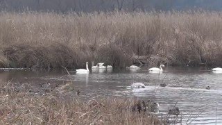 白鳥スワン2015（茨城県坂東市菅生沼(上沼））SWANS