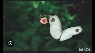 ඔබත් නිතර නිතර සුදු සමනලයින් දකිනවද? | white Butterfly Spiritual Meaning (Sinhala)