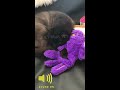 purr pillow kitty petstages demo