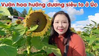 THAM QUAN VƯỜN HOA HƯỚNG DƯƠNG Ở ÚC | HOA HƯỚNG DƯƠNG SIÊU TO @chaurichescuocsonguc