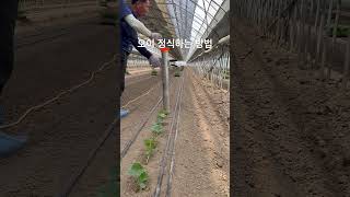 오이 심는 방법 #gardening #farming #vegetables #오이재배 #cucumber