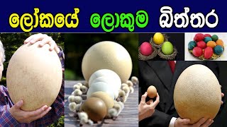 ලෝකයේ විශාලතම බිත්තර දැමු කුරුල්ලන් 5 දෙනා | Biggest Eggs in the World