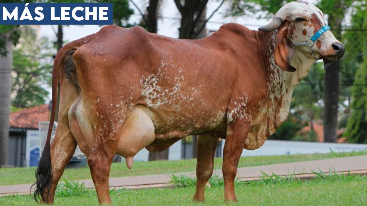 🔴 VACAS LECHERAS GIROLANDO LECHERO Mas Leche En El TROPICO BAJO / Crea ...