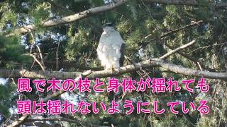 帰って来たオオタカ　Goshawk  has come back