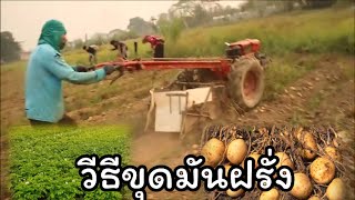 EP 53 วิธีขุดมันฝรั่ง(Manfrang) : potato