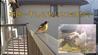 手乗りジョウビタキ⑥タッちゃんとベランダときどき奴隷。烏骨鶏、巣籠もり→換羽その後🐦️🐔