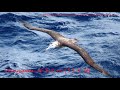 Top 10 Birds With The Longest Wingspan