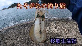 青森県・深浦のアオリイカ釣り・今年のイカはデカイ!!