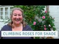 Climbing Roses For Shade / Pruning Update / David Austin James Galway Roses