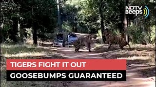 When Tigers Fight, This Is What It Looks Like Up Close