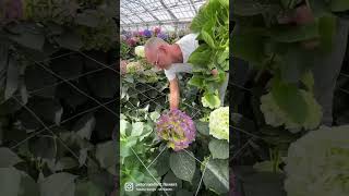 Harvesting giant classic Hydrangea at Agriom breeding. Story on www.Thursd.com