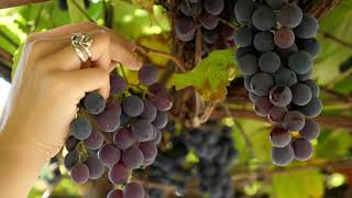 আঙ্গুরের বাগান | Grapes Garden |Grape Tree| Grape Farming