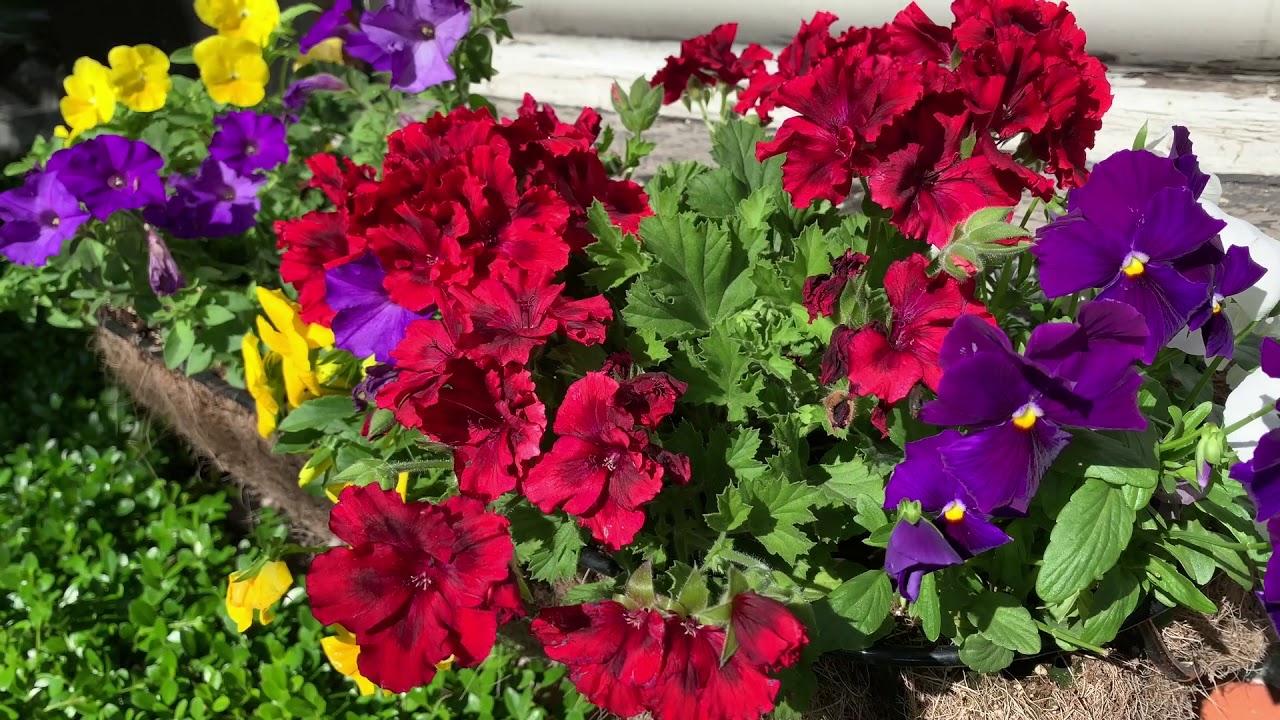Creative Gardening Youtube