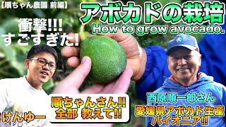 How to grow and tailor avocados, new varieties. Taught by a Japanese fruit farmer.