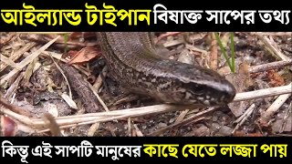 আইল্যান্ড টাইপান অস্ট্রেলিয়ান বিষাক্ত সাপ আবার এই সাপ মানুষের কাছে যেতে লজ্জা পায়?#shorts