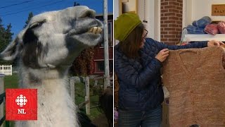 From pasture to sweater: making wool and clothing at Baynoddy