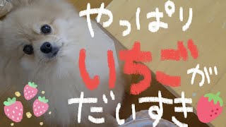 おねだり上手！いちご好き♡険しい顔にうるうるの瞳【ポメラニアンはる】犬