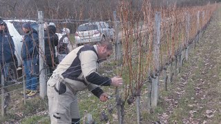 Szőlőmetsző versenyt rendeztek Hegyalján