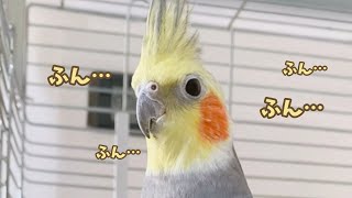 窓拭きするお兄ちゃんを見て「ふんふん」とかぼそく鳴くオカメインコこはく