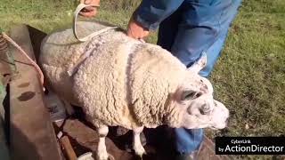 Ram bij de schapen doen/ Putting the ram together with the sheeps #30