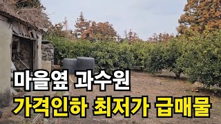 서귀포시 남원읍 신흥리 마을안 과수원 1508평 가격인하 최저가 급매물 010 4436 0401 제주도부동산 토지 매매 급매물